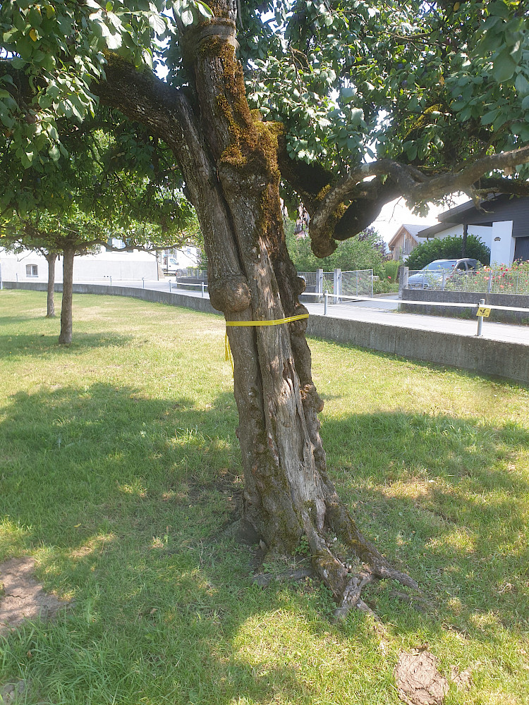 Baum mit dem Gelben Band